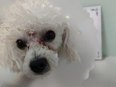 -达爱动物医院·犬猫分区·CT·复杂眼科(远洋山水分院)