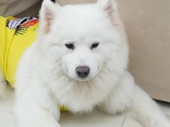 -怪兽屋·羊驼·猫咖·狗咖(俊华广场店)