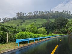 -雁南飞茶田景区