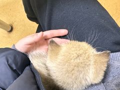 -瑞派宠物医院·24小时骨科·心脏·核磁(哈尔滨南岗店)