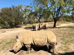 -奥兰多迪士尼动物王国乐园
