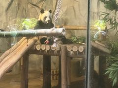 -深圳野生动物园