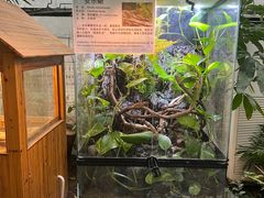 -上海大自然野生昆虫馆(东方明珠·爬宠昆虫探索中心)