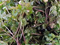 -庆岭迎宾园正宗活鱼馆