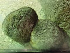 -zoonana室内动物园(东方福来德店)