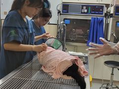 -瑞派紫金宠物医院24小时·骨科·中兽医·重症转诊中心(番禺大石院)