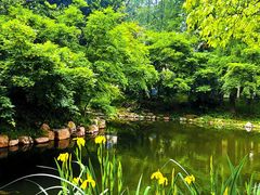 -上海共青森林公园