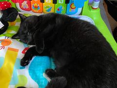 -眞宗·椰汁是大王(小娄巷店)