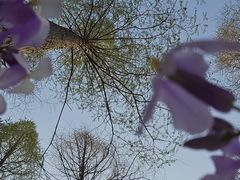 -黄海国家森林公园