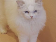 -瞄一喵猫咖(格力海岸店)