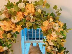 -Husky Go! 哈士奇体验馆·宠物咖啡厅狗咖