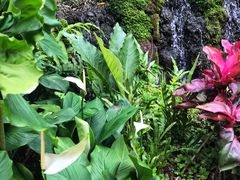 -植物园哈利亚餐厅