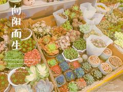 -循礼门鲜花花市(武汉循礼门店)