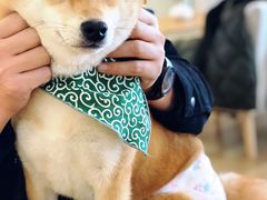 -柴犬小屋·柴餐厅·狗咖食堂(金鼎广场店)