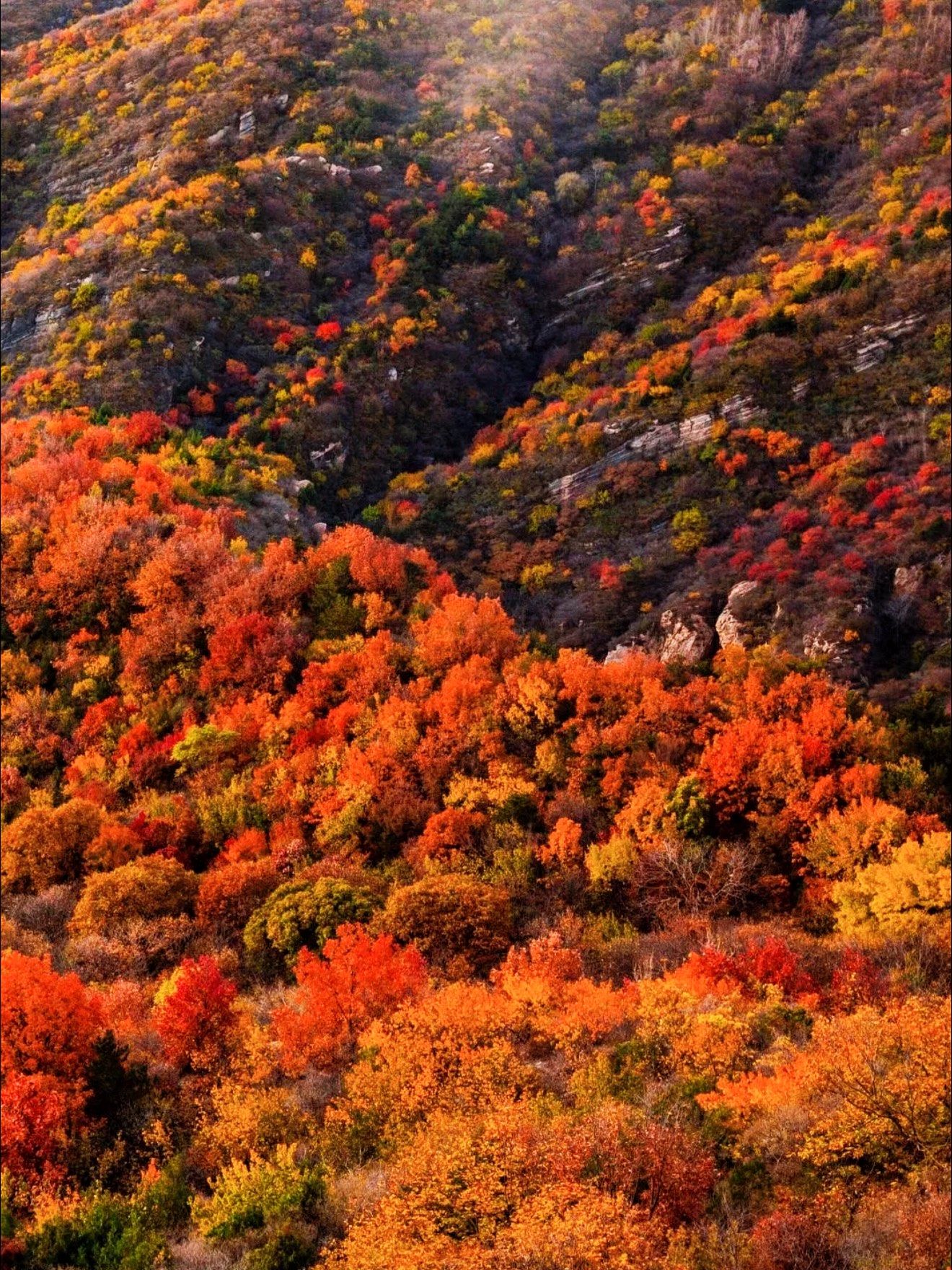这一刻,"看万山红遍,层林尽染"具像化了🍁