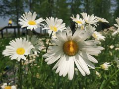 -春花秋色城市公园