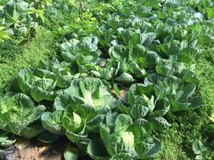 -万源龙顺度假庄园生态观光园