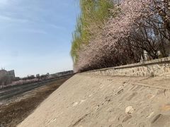 -桃花堤公园