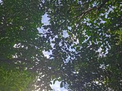 -月湖风景区