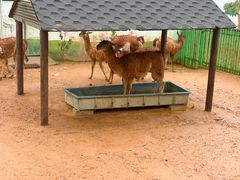 -西霞口神雕山野生动物世界