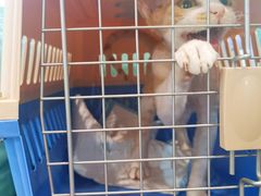 -十年猫舍·猫咪专门店(普陀店)