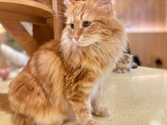 -MOCHA明星猫咖(田子坊店)