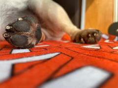 -狗舍宠物医院(四季商业广场店)