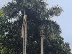 -广州市白云山风景名胜区