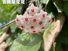 -上海辰山植物园