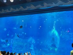 -烟台海昌鲸鲨海洋公园