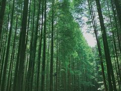 -山王坪喀斯特国家生态公园