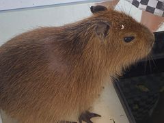 -怪兽屋·羊驼·猫咖·狗咖(俊华广场店)