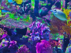 -暹罗海洋世界