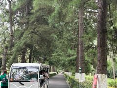 -合肥滨湖国家森林公园