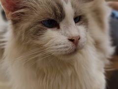 -共舞时光猫咖·狗咖(新街口店)