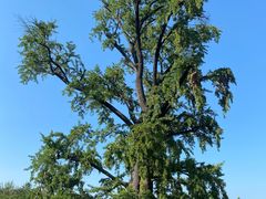 -千年银杏谷文化旅游区