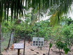-兴隆隆苑咖啡庄园