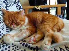 -平行世界·猫咖(首经贸店)