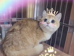 -萌兽医馆·眼科·异宠专科(三里屯店)