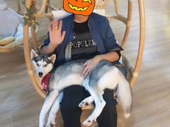 -Husky Go! 哈士奇体验馆·宠物咖啡厅狗咖