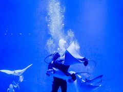 -烟台海昌鲸鲨海洋公园