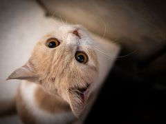 -飞行喵MR PILOT|猫舍·猫咖(静安大融城店)