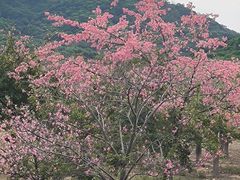 -风云岭森林公园