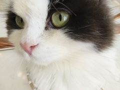 -共舞时光猫咖·狗咖(新街口店)