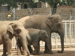 -石家庄市动物园