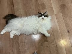 -和它·交个朋友·狗咖猫咖(爱琴海店)