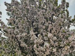 -北京鹫峰国家森林公园