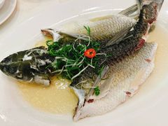 油盐蒸北江吊水鲩鱼-新兴家喻酒家·羊城名宴(昌岗店)