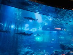 -迪拜水族馆及水下动物园