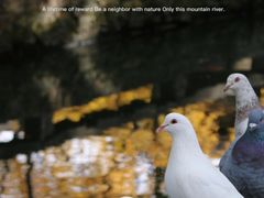 -西园寺